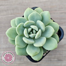 Load image into Gallery viewer, Sedeveria Pudgy - John & Norma's Succulents Australia
