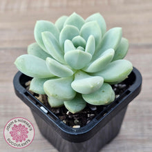 Load image into Gallery viewer, Sedeveria Pudgy - John & Norma's Succulents Australia