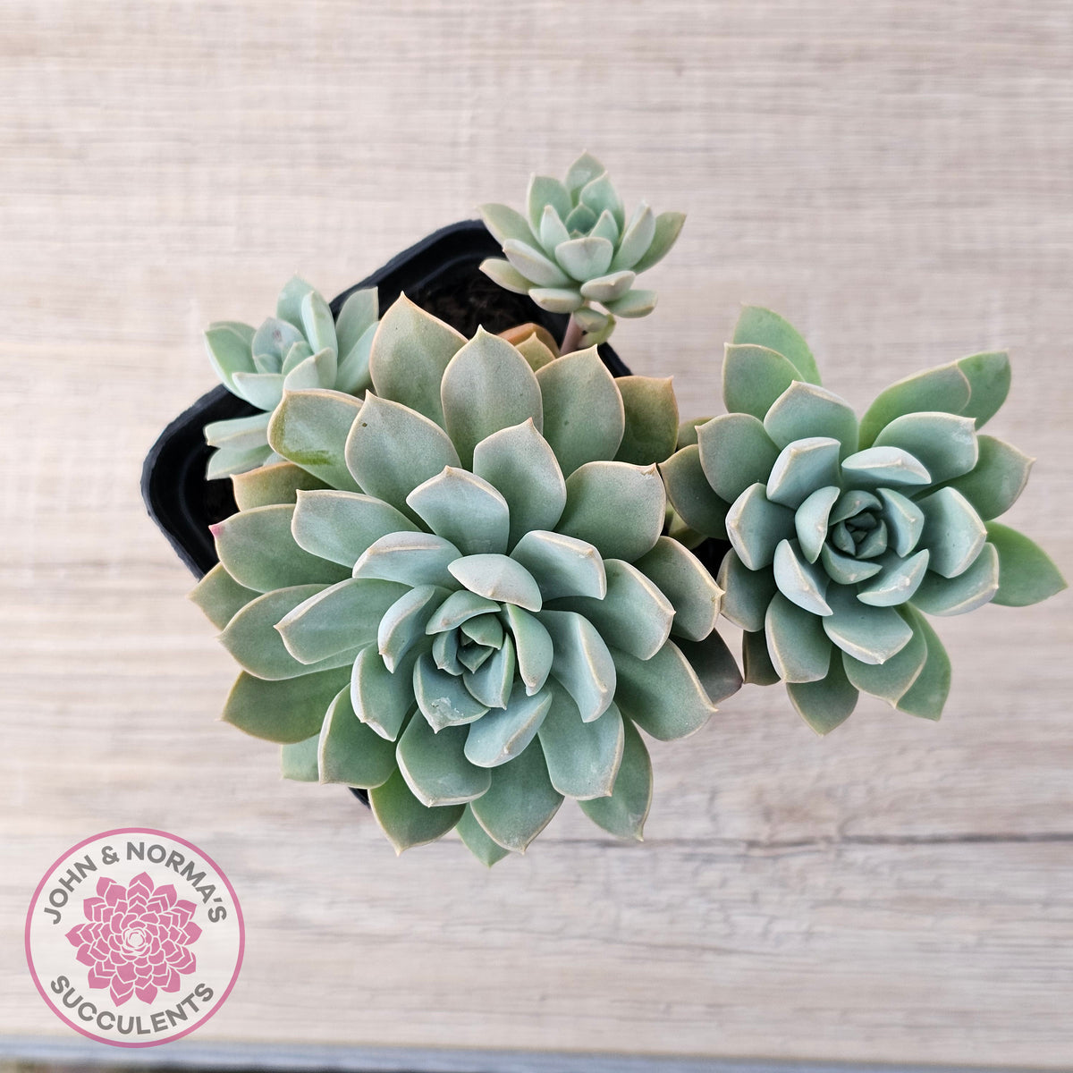Sedeveria 'Purple Drop' aka 'Victor'