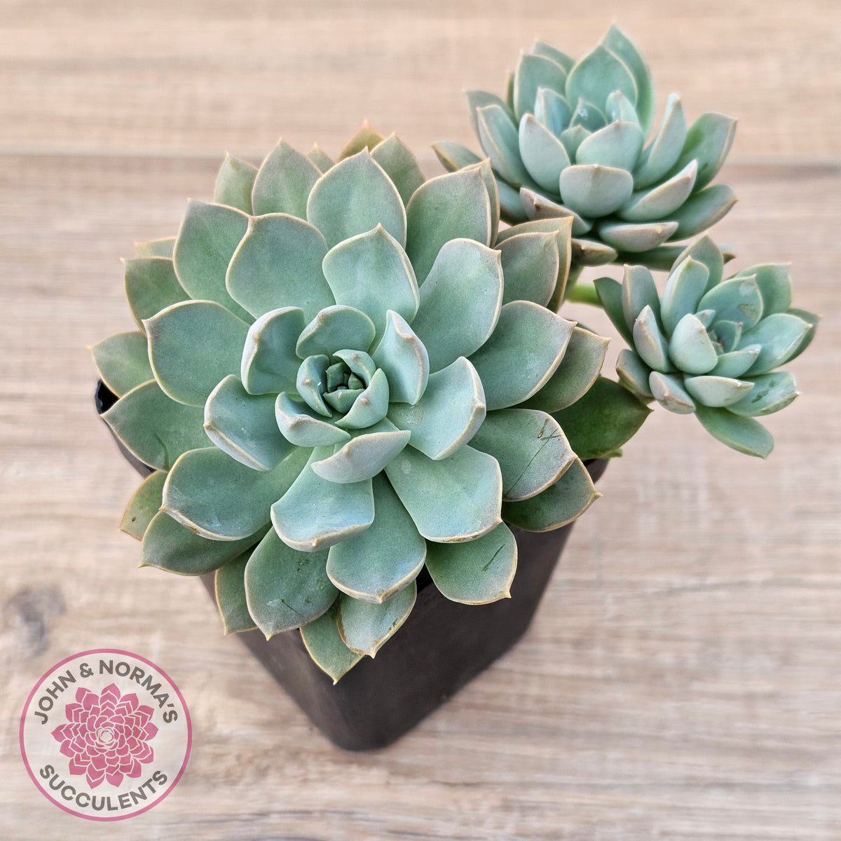 Sedeveria 'Purple Drop' aka 'Victor'