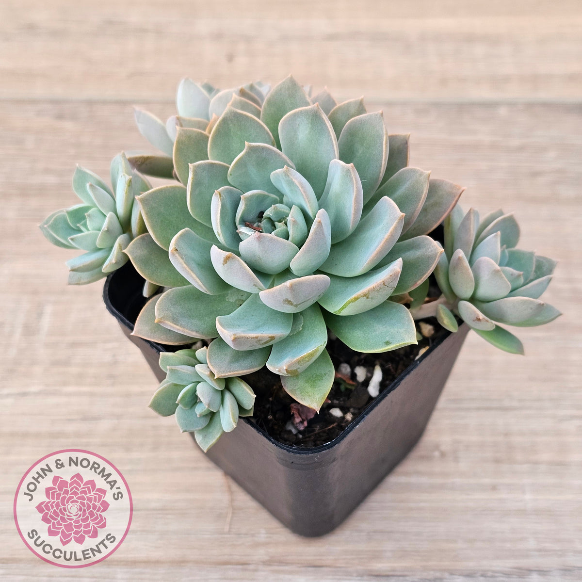 Sedeveria 'Purple Drop' aka 'Victor'