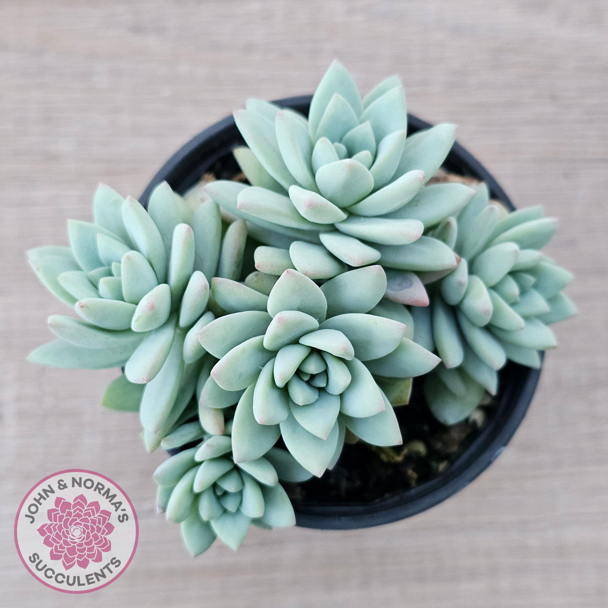 Sedeveria 'Rime Ice'