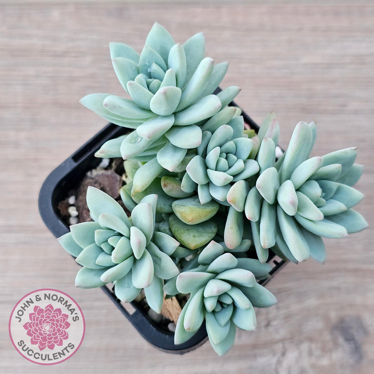 Sedeveria 'Rime Ice'