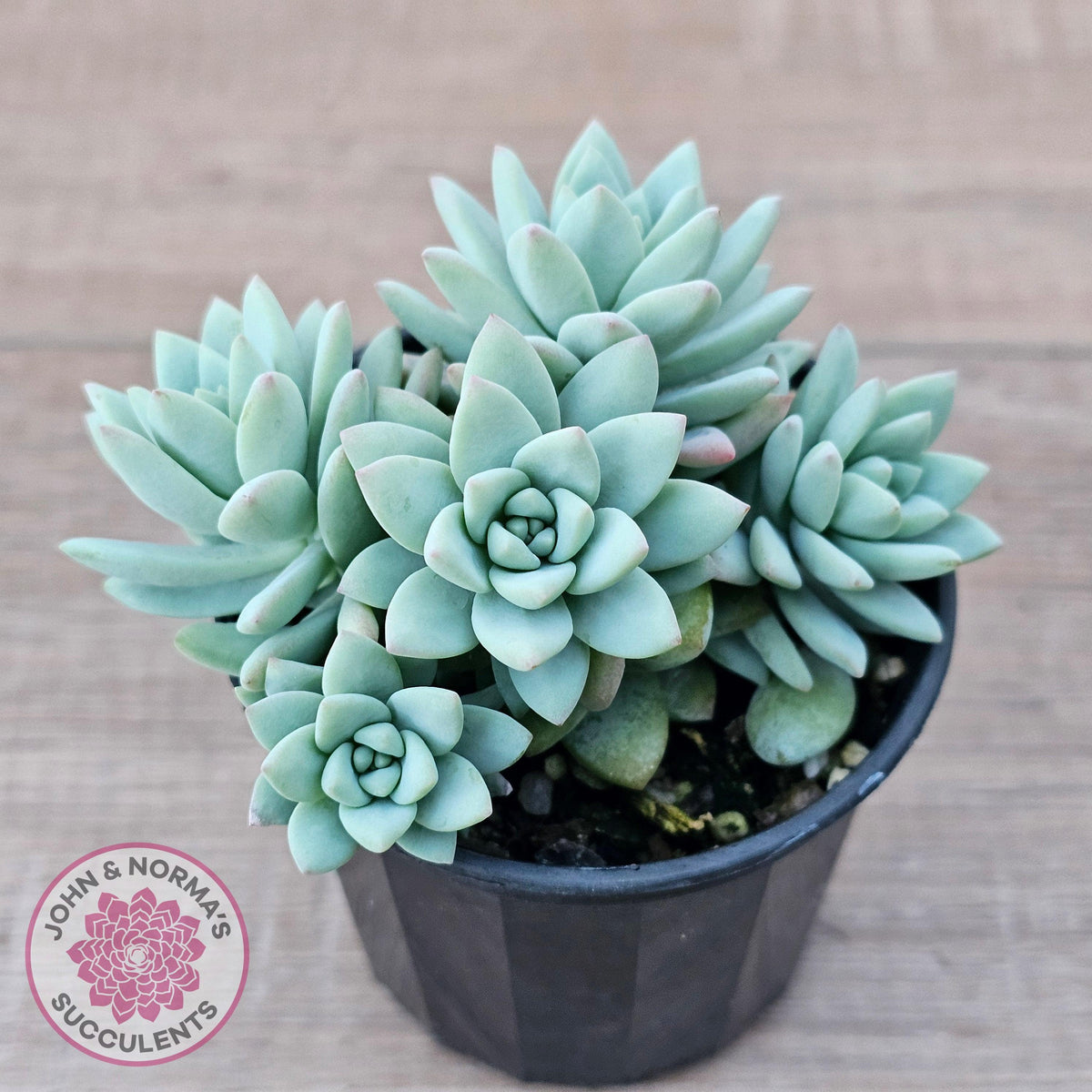 Sedeveria 'Rime Ice'