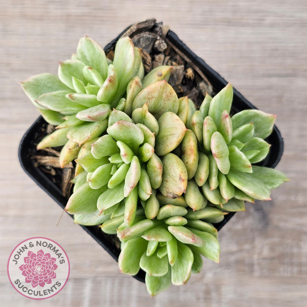 Sedeveria Rolly Silk Variegata - Clumps
