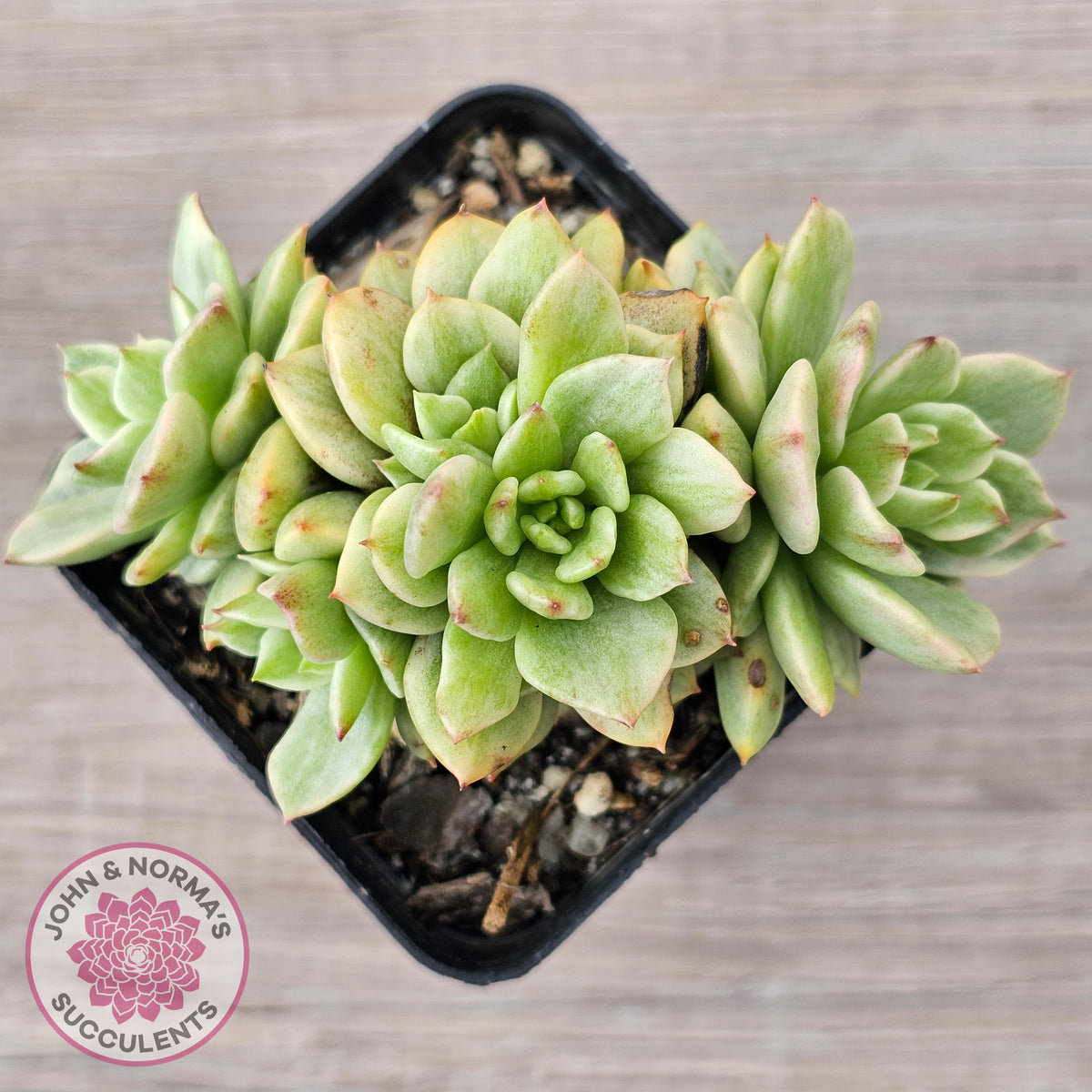 Sedeveria Rolly Silk Variegata - Clumps