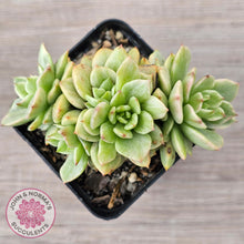 Load image into Gallery viewer, Sedeveria Rolly Silk Variegata - Clumps
