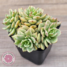 Load image into Gallery viewer, Sedeveria Rolly Silk Variegata - Clumps