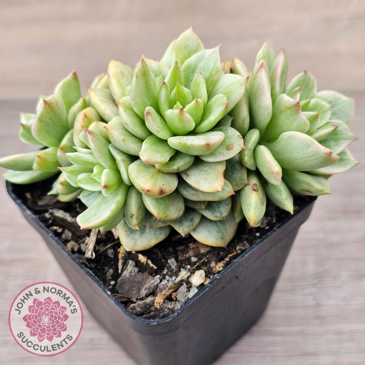 Sedeveria Rolly Silk Variegata - Clumps