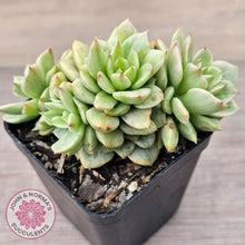 Load image into Gallery viewer, Sedeveria Rolly Silk Variegata - Clumps