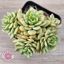 Load image into Gallery viewer, Sedeveria Rolly Silk Variegata - Clumps