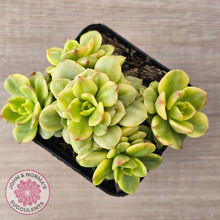 Load image into Gallery viewer, Sedeveria Rolly Variegated - Clumps