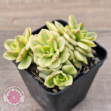 Load image into Gallery viewer, Sedeveria Rolly Variegated - Clumps