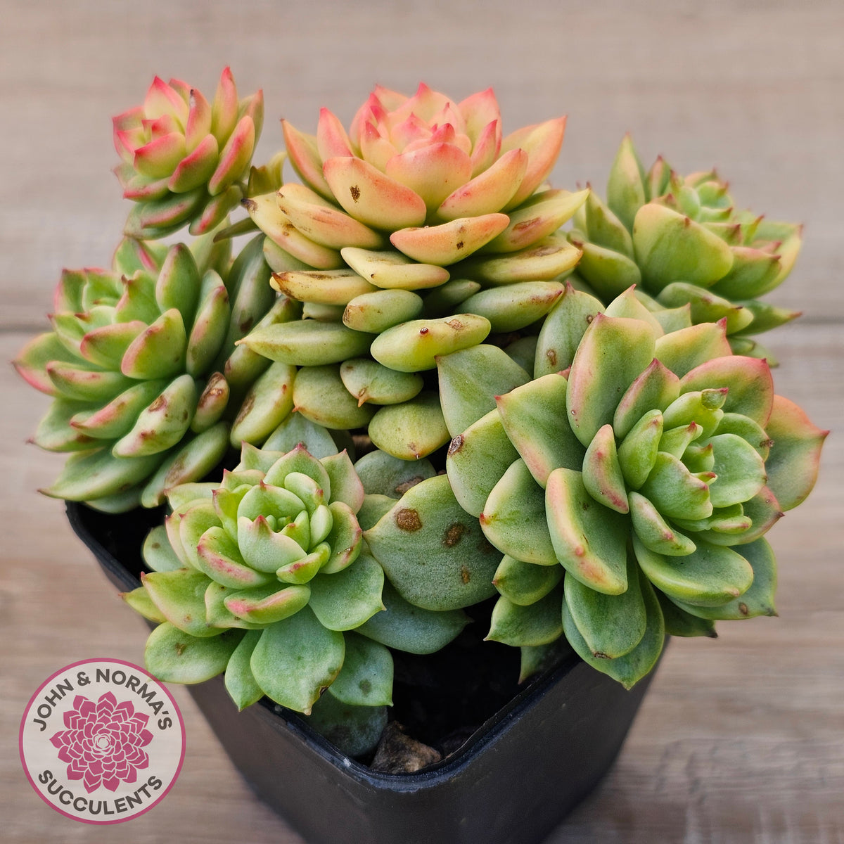 Sedeveria Rolly Variegated - Clumps