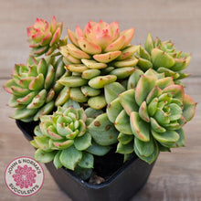 Load image into Gallery viewer, Sedeveria Rolly Variegated - Clumps