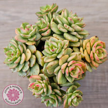 Load image into Gallery viewer, Sedeveria Rolly Variegated - Clumps