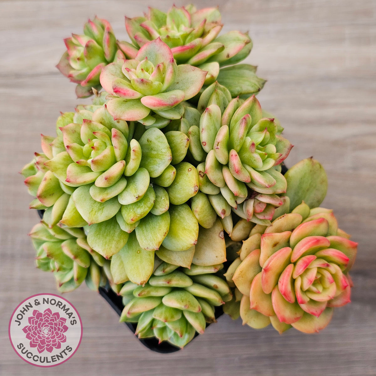 Sedeveria Rolly Variegated - Clumps
