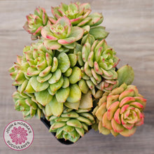 Load image into Gallery viewer, Sedeveria Rolly Variegated - Clumps