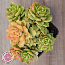 Load image into Gallery viewer, Sedeveria Rolly Variegated - Clumps