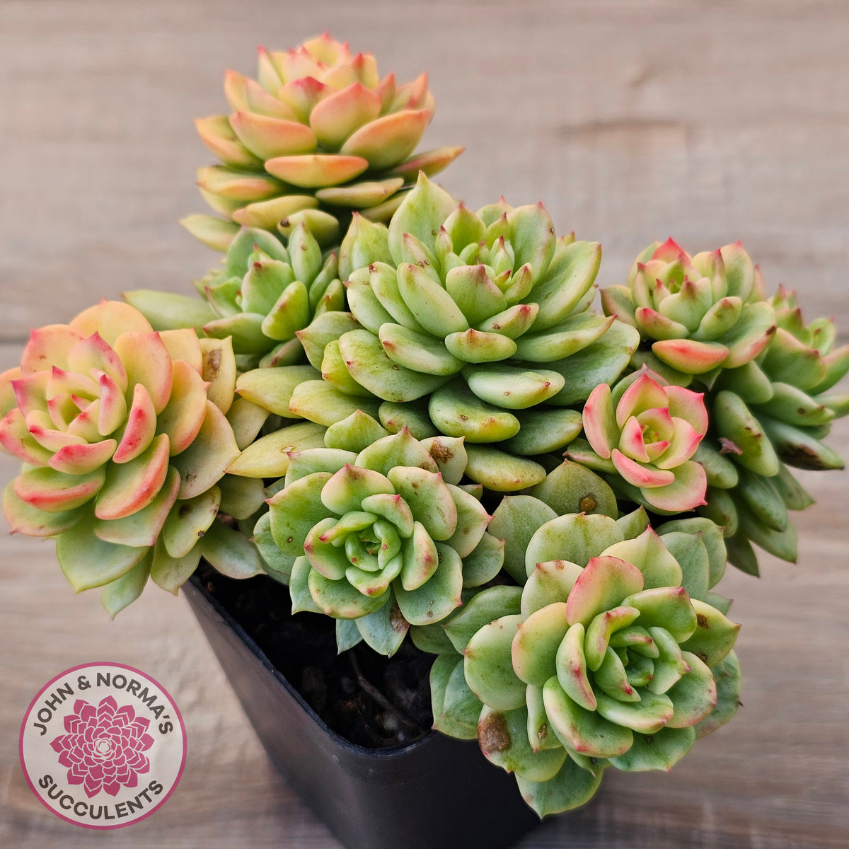 Sedeveria Rolly Variegated - Clumps