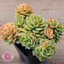 Load image into Gallery viewer, Sedeveria Rolly Variegated - Clumps