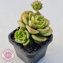 Load image into Gallery viewer, Sedeveria 'Rolly'