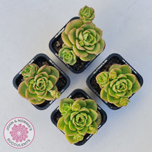 Load image into Gallery viewer, Sedeveria 'Rolly'