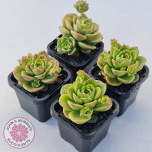 Load image into Gallery viewer, Sedeveria 'Rolly'