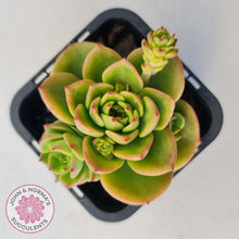 Load image into Gallery viewer, Sedeveria 'Rolly'