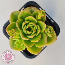 Load image into Gallery viewer, Sedeveria 'Rolly'