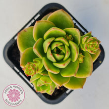 Load image into Gallery viewer, Sedeveria 'Rolly'