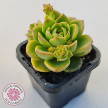 Load image into Gallery viewer, Sedeveria 'Rolly'