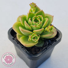 Load image into Gallery viewer, Sedeveria 'Rolly'