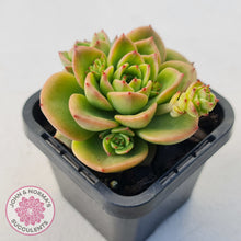 Load image into Gallery viewer, Sedeveria 'Rolly'