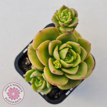 Load image into Gallery viewer, Sedeveria 'Rolly'