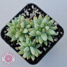 Load image into Gallery viewer, Sedeveria 'Silver Frost'