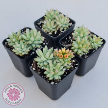 Load image into Gallery viewer, Sedeveria 'Silver Frost'