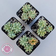 Load image into Gallery viewer, Sedeveria 'Silver Frost'