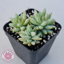 Load image into Gallery viewer, Sedeveria 'Silver Frost'