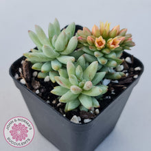 Load image into Gallery viewer, Sedeveria 'Silver Frost'