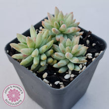 Load image into Gallery viewer, Sedeveria 'Silver Frost'