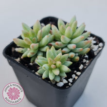 Load image into Gallery viewer, Sedeveria 'Silver Frost'