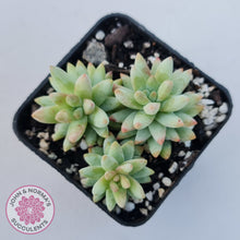 Load image into Gallery viewer, Sedeveria 'Silver Frost'