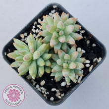 Load image into Gallery viewer, Sedeveria 'Silver Frost'