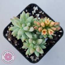 Load image into Gallery viewer, Sedeveria 'Silver Frost'