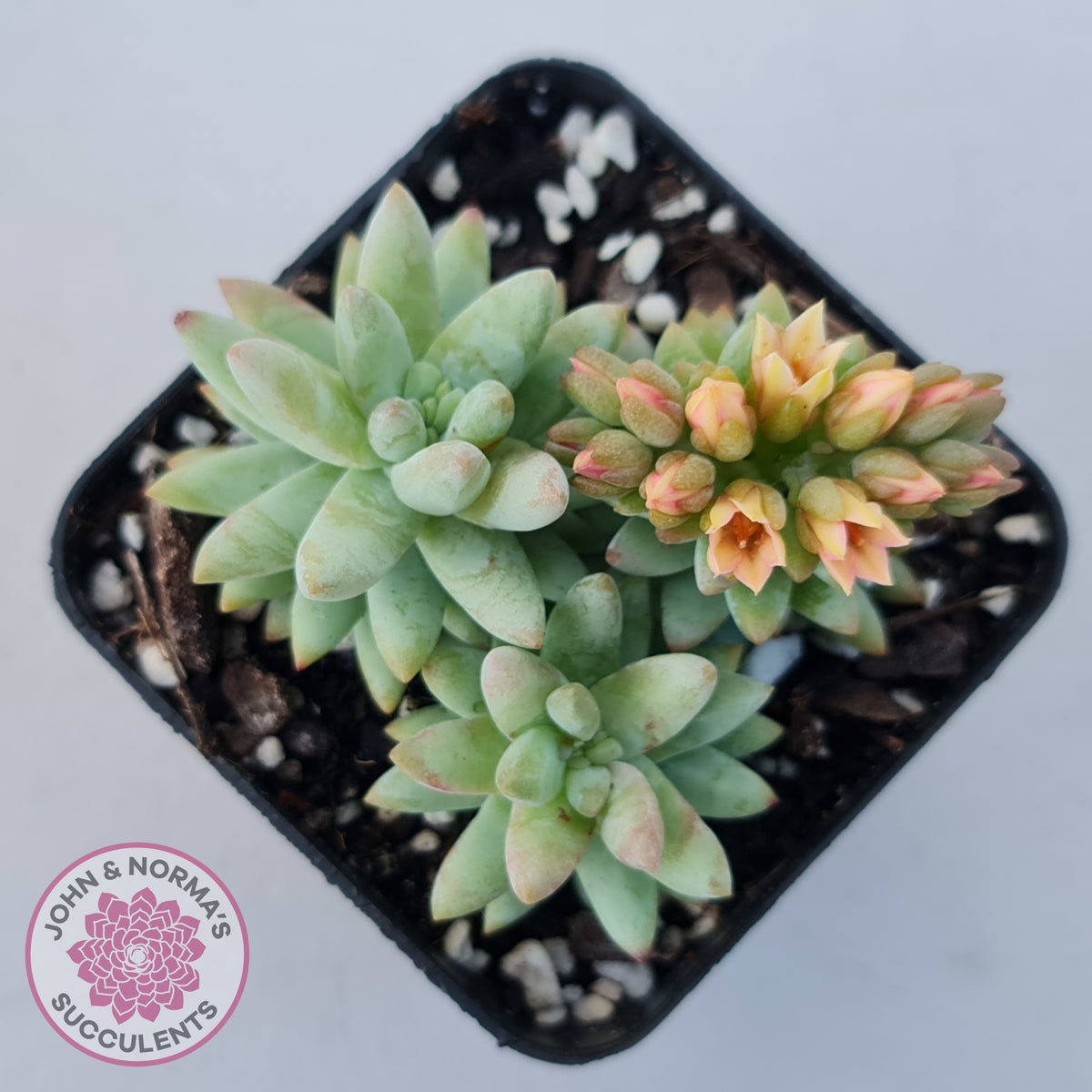 sedeveria peridot succulent Buy Sedeveria 'Silver Frost' Australia