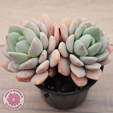 Load image into Gallery viewer, Sedeveria Spring Jade (Double Heads)