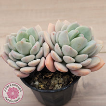 Load image into Gallery viewer, Sedeveria Spring Jade (Double Heads)