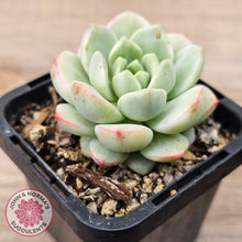 Load image into Gallery viewer, Sedeveria 'Vanilla Bis' Variegata