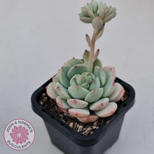 Load image into Gallery viewer, Sedeveria Vanilla Bis - John & Norma's Succulents Australia